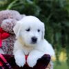 Image of Eagle, a Golden Retriever puppy