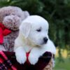 Image of Eagle, a Golden Retriever puppy