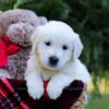 Image of Eagle, a Golden Retriever puppy