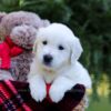 Image of Eagle, a Golden Retriever puppy