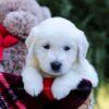 Image of Eagle, a Golden Retriever puppy