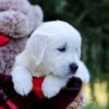 Image of Eagle, a Golden Retriever puppy