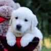 Image of Eagle, a Golden Retriever puppy