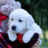 Image of Eagle, a Golden Retriever puppy