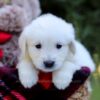 Image of Echo, a Golden Retriever puppy