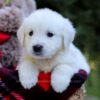 Image of Echo, a Golden Retriever puppy