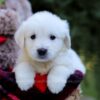 Image of Echo, a Golden Retriever puppy