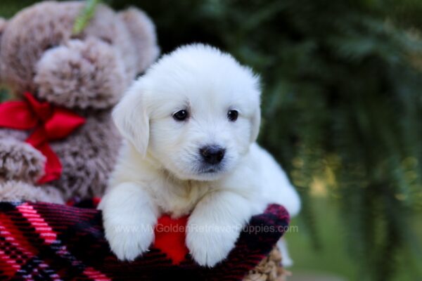 Image of Echo, a Golden Retriever puppy