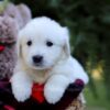 Image of Echo, a Golden Retriever puppy