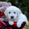 Image of Ellen, a Golden Retriever puppy