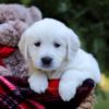 Image of Ellen, a Golden Retriever puppy