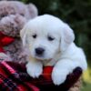 Image of Ellen, a Golden Retriever puppy