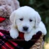 Image of Ellen, a Golden Retriever puppy