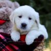 Image of Ellen, a Golden Retriever puppy