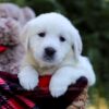 Image of Ellen, a Golden Retriever puppy