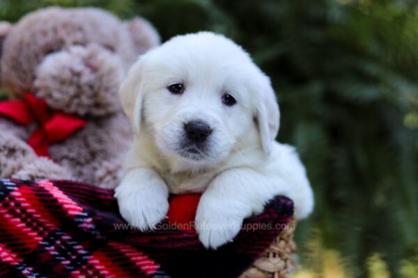 Image of Ellen, a Golden Retriever puppy