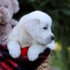 Image of Ellen, a Golden Retriever puppy