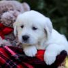 Image of Ellen, a Golden Retriever puppy