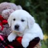 Image of Elsa, a Golden Retriever puppy