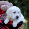 Image of Elsa, a Golden Retriever puppy