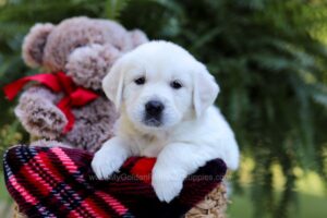 Image of Elsa, a Golden Retriever puppy