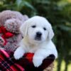 Image of Elsa, a Golden Retriever puppy