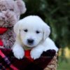 Image of Esther, a Golden Retriever puppy