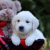 Image of Esther, a Golden Retriever puppy