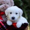 Image of Esther, a Golden Retriever puppy