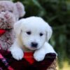 Image of Esther, a Golden Retriever puppy