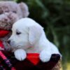 Image of Esther, a Golden Retriever puppy