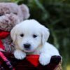 Image of Esther, a Golden Retriever puppy