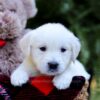 Image of Esther, a Golden Retriever puppy