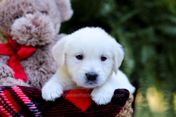 Image of Esther, a Golden Retriever puppy