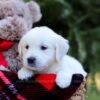 Image of Esther, a Golden Retriever puppy