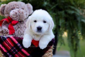 Image of Ethan, a Golden Retriever puppy