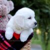 Image of Ethan, a Golden Retriever puppy