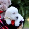 Image of Evan, a Golden Retriever puppy