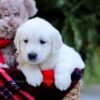 Image of Evan, a Golden Retriever puppy