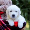 Image of Evan, a Golden Retriever puppy