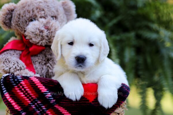 Image of Evan, a Golden Retriever puppy