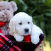 Image of Evan, a Golden Retriever puppy