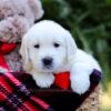 Image of Evan, a Golden Retriever puppy