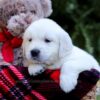 Image of Evan, a Golden Retriever puppy