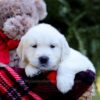 Image of Evan, a Golden Retriever puppy