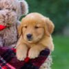 Image of Falcon, a Golden Retriever puppy