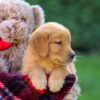 Image of Falcon, a Golden Retriever puppy