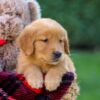 Image of Falcon, a Golden Retriever puppy