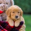 Image of Falcon, a Golden Retriever puppy