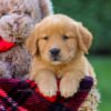 Image of Falcon, a Golden Retriever puppy